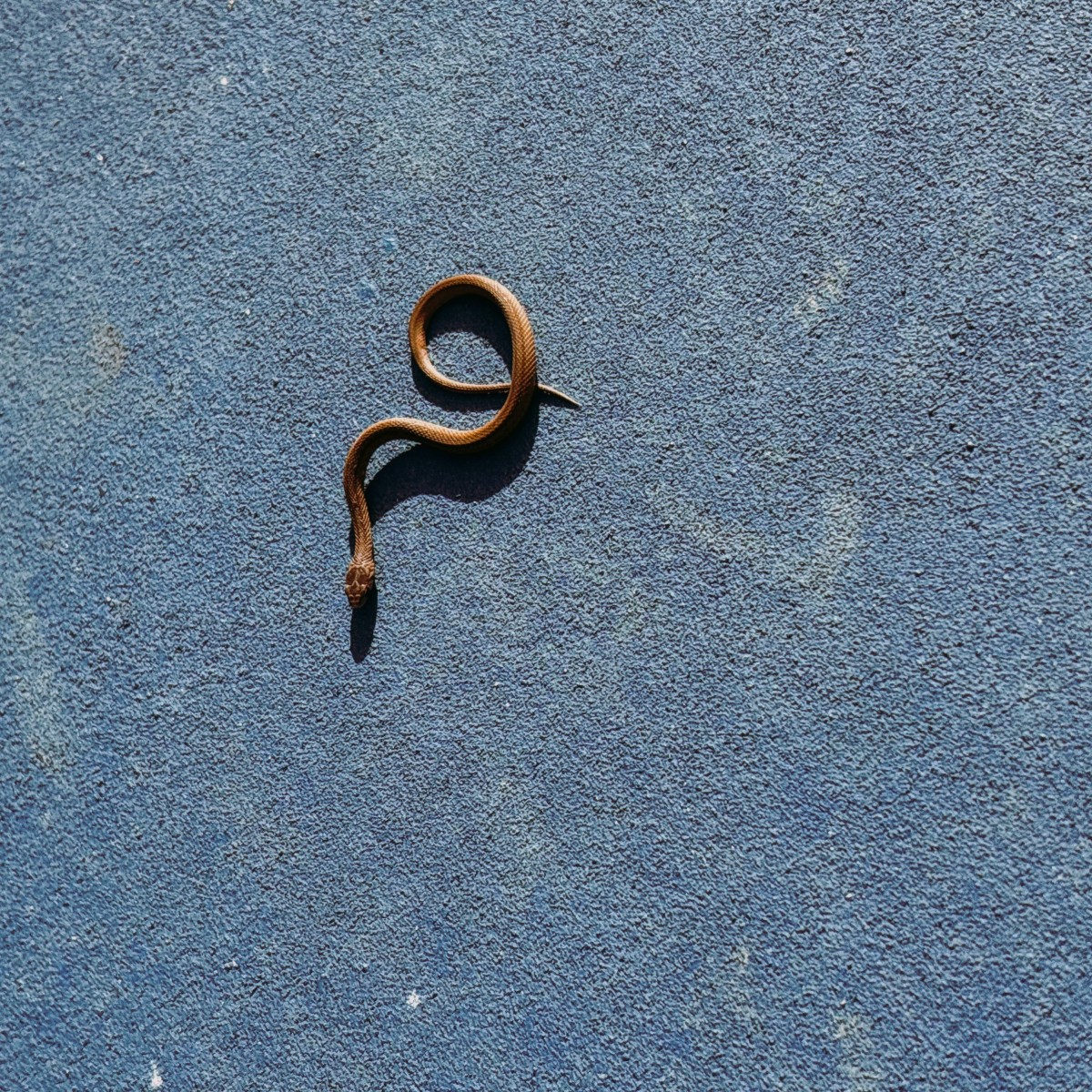 We found a snake and had to leave